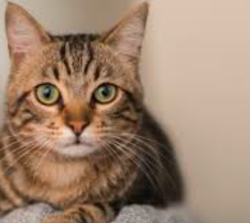 Home Remedies For Hyperthyroidism in Cats