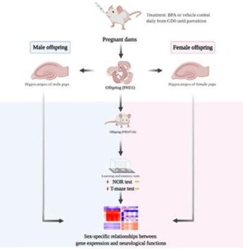 Prenatal BPA Exposure May Contribute to the Male Bias of ASD | Nutrition Fit
