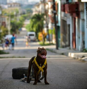Animal Deaths Linked to Pet Food; Recall Expanded