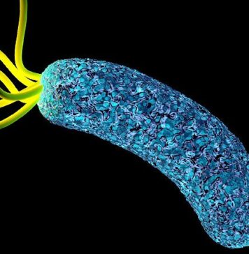 Registry Reveals H. pylori Management Mistakes | Nutrition Fit