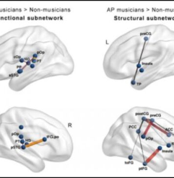 Musicians Have More Connected Brains Than Non-Musicians | Nutrition Fit