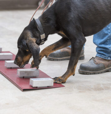 5 questions answered about using dogs – and mice and ferrets – to detect disease | Nutrition Fit