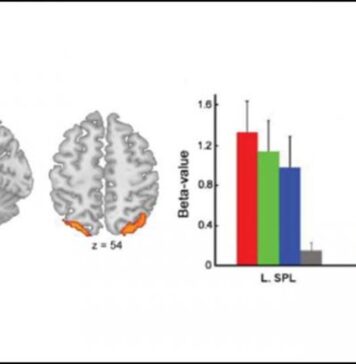 The Brain Region Responsible for Self-Bias in Memory | Nutrition Fit