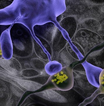 Snap-Freezing Reveals a Truer Structure of Brain Connections | Nutrition Fit
