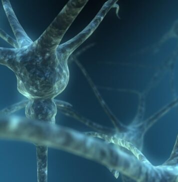 Neural Roots and Origins of Alcoholism Identified | Nutrition Fit