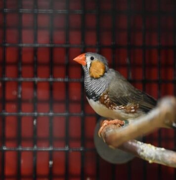 Forming sound memories: Autism gene plays key aspect in birdsong | Nutrition Fit