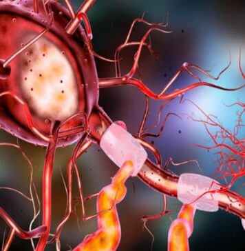 Biodegradable Microcapsules Deliver Nerve Growth Factor to Guide Neuronal Development | Nutrition Fit
