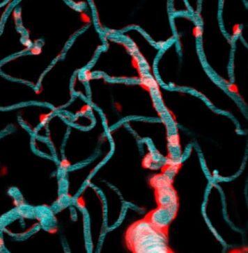 Light and Genetic Probes Untangle Dynamics of Brain Blood Flow | Nutrition Fit