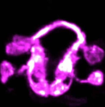 Capturing the Choreography of a Developing Brain | Nutrition Fit