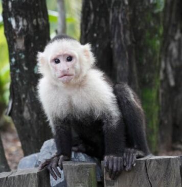 Capuchin Monkey Genome Reveals Clues to Its Long Life and Large Brain | Nutrition Fit