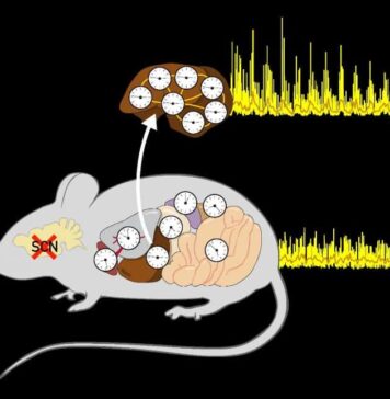 Understanding Cellular Clock Synchronization – Neuroscience News | Nutrition Fit