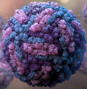 Zika Vaccine Candidate Shows Promise in Phase 1 Trial | Nutrition Fit