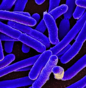 Genetic Contribution to Anxiety Is Partially Mediated by Gut Microbiome | Nutrition Fit