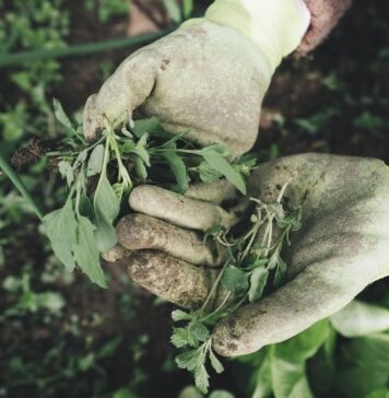 Light Activity, Such as Gardening or Walking, Preserves Women’s Mobility During Aging | Nutrition Fit