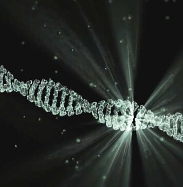 How a Single Gene Alteration May Have Separated Modern Humans From Predecessors | Nutrition Fit
