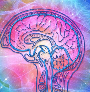 Hormones Are Key in Brain Health Differences Between Men and Women | Nutrition Fit