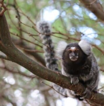Marmoset Monkeys Have Personalities Too | Nutrition Fit