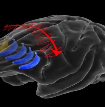 As You Look Around, Mental Images Bounce Between Right and Left Brain | Nutrition Fit