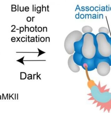 New “Molecular” Tool Helps Shed Light on Individual Synapses in Brain Cells | Nutrition Fit