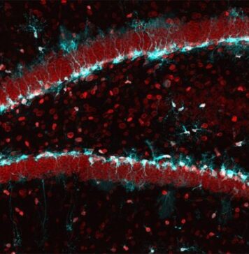 Reactivating Aging Stem Cells in the Brain | Nutrition Fit