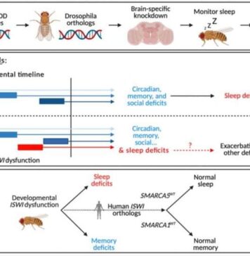 High-Risk Gene for Neurodevelopmental Disorders Linked to Sleep Problems | Nutrition Fit