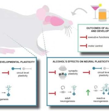 Adult Neurogenesis May Hold Clues for More Effective Treatment of Alcoholism | Nutrition Fit