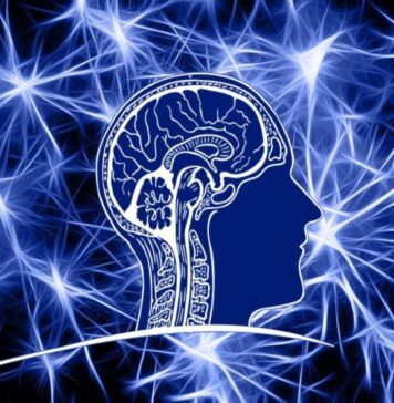 Neurons Responsible for Rapidly Stopping Behaviors and Actions Revealed | Nutrition Fit