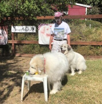 Scent Detection Dogs Can Identify Individuals Infected With COVID-19 | Nutrition Fit