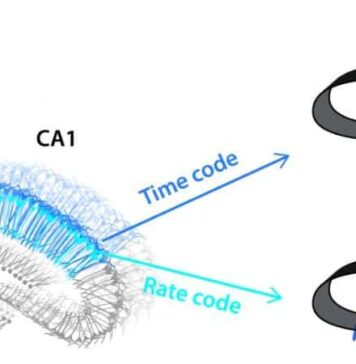 Peeking at the Pathfinding Strategies of the Hippocampus | Nutrition Fit
