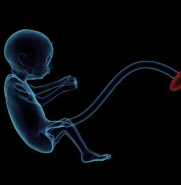 Specific Genes in Placenta May Predict Size of Baby’s Brain and Risk for Schizophrenia | Nutrition Fit