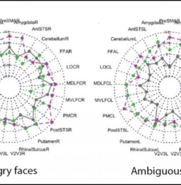 Lower Testosterone During Puberty Increases the Brain’s Sensitivity to It in Adulthood | Nutrition Fit