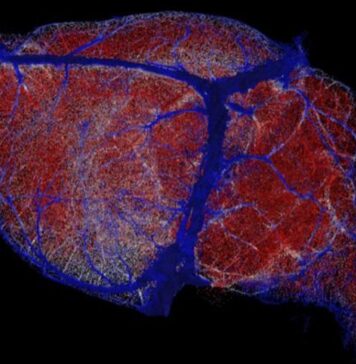 Food for Thought: New Maps Reveal How Brains Are Kept Nourished | Nutrition Fit