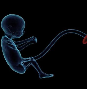 DHA Supplement May Offset Impact of Maternal Stress on Unborn Males | Nutrition Fit