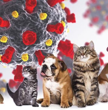 COVID-19 Variants Now Detected in Animals, May Find Hosts in Mice | Nutrition Fit