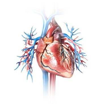 Target-Lesion Failure Reduced After MI With Biodegradable Stent | Nutrition Fit