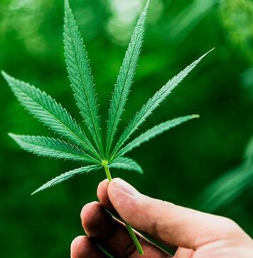 Cannabinoids May Pose Death Risk for Older Patients With COPD | Nutrition Fit
