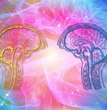 Massive Study Reveals Few Differences Between Men and Women’s Brains | Nutrition Fit
