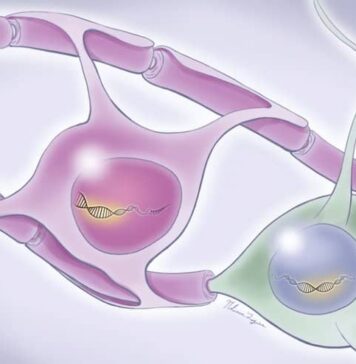 Key Genes in the Brain Involved in Encoding Memories Identified | Nutrition Fit