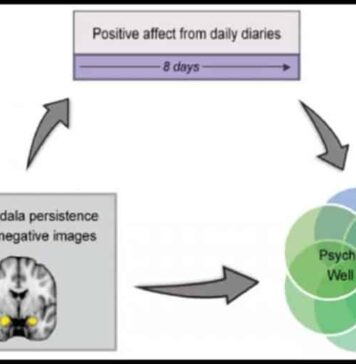 Negative Mood Linked to Prolonged Amygdala Activity | Nutrition Fit