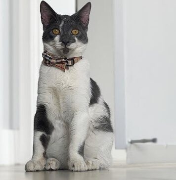 Novel Agent Shows Promise Against Cat Allergy | Nutrition Fit