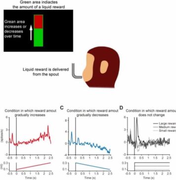 Shifting Rewards Are Encoded Using Special Neuronal Patterns | Nutrition Fit