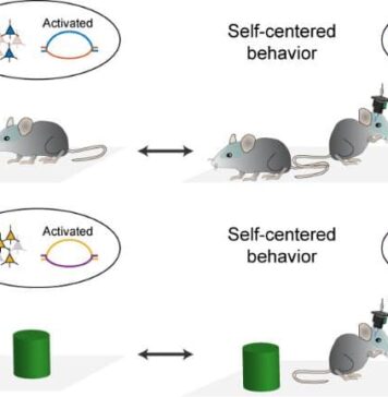 Brain State Behind Social Interaction Uncovered | Nutrition Fit