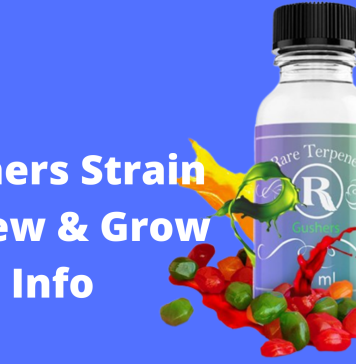 Gushers Strain Review & Grow Info Gushers Strain