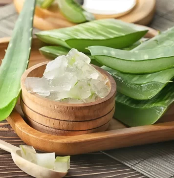It is Beneficial to your Health to Consume Aloe Vera It is Beneficial to your Health to Consume Aloe Vera