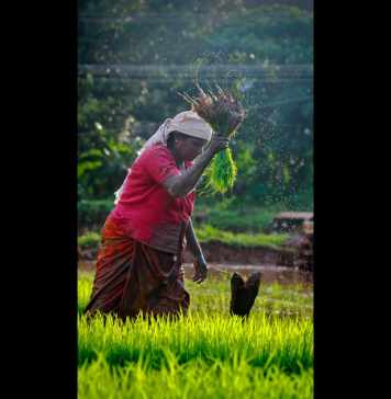 Rice Farming in India – How Technology Changed the Landscape Rice Farming in India