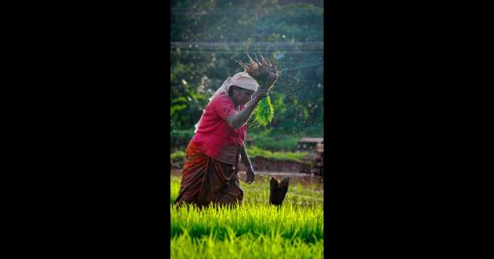 Rice Farming in India
