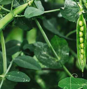 Peas Cultivation in India – Steps to Harvest High-Quality Peas