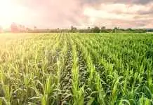 The Pros & Cons of Genetically Modified Crops in India Modified Crops