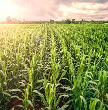 The Pros & Cons of Genetically Modified Crops in India Modified Crops