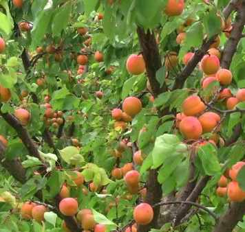 Growing Apricots: A Step-by-Step Guide to Cultivating Your Apricot Trees